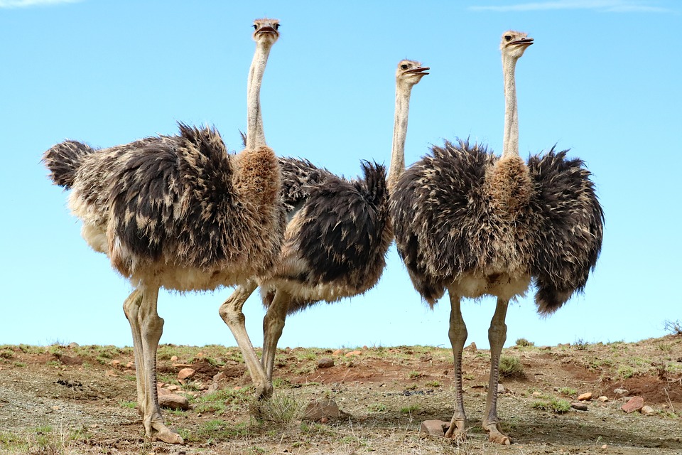 voyage en Afrique du Sud